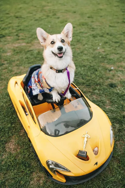 Corgi Race Vilnius