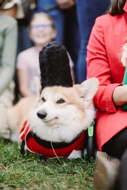 Corgi Race Vilnius