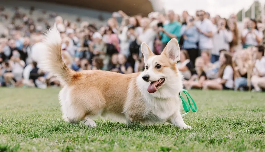 Corgi Race Vilnius