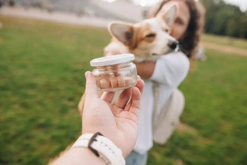 Corgi Race Vilnius