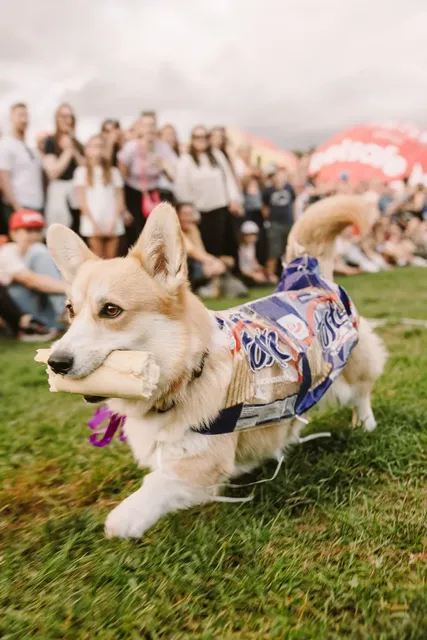 Corgi Race Vilnius