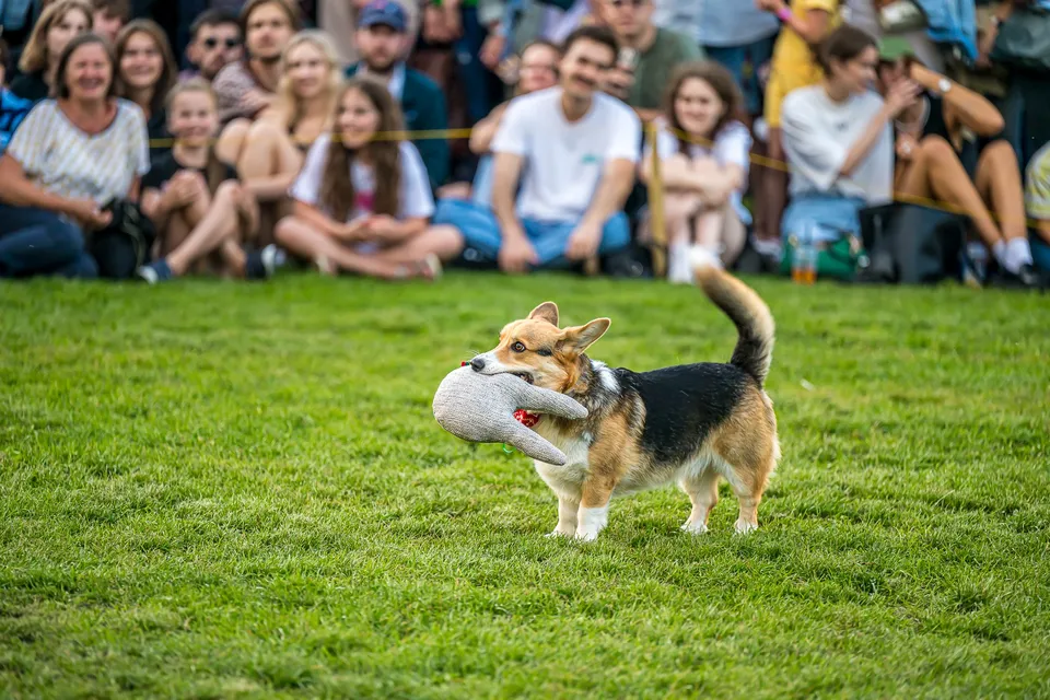 Corgi Race Vilnius