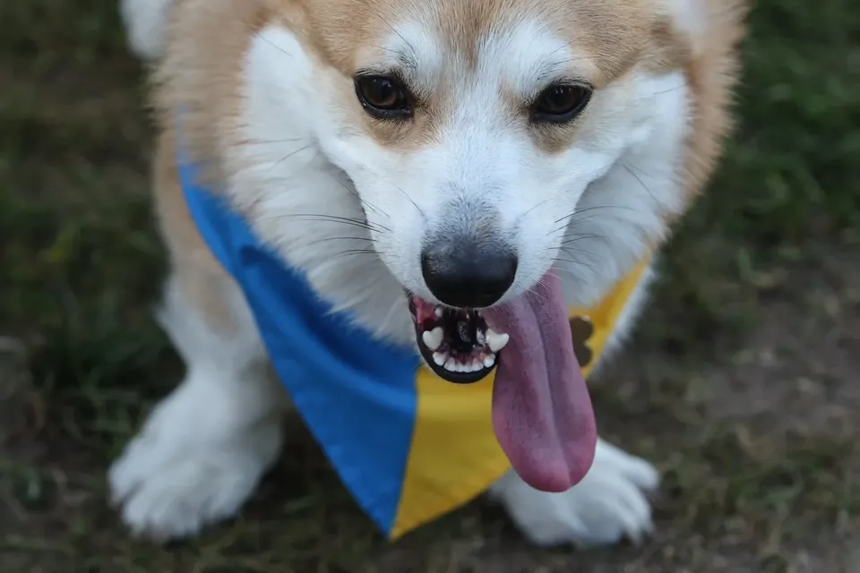 Corgi Race Vilnius