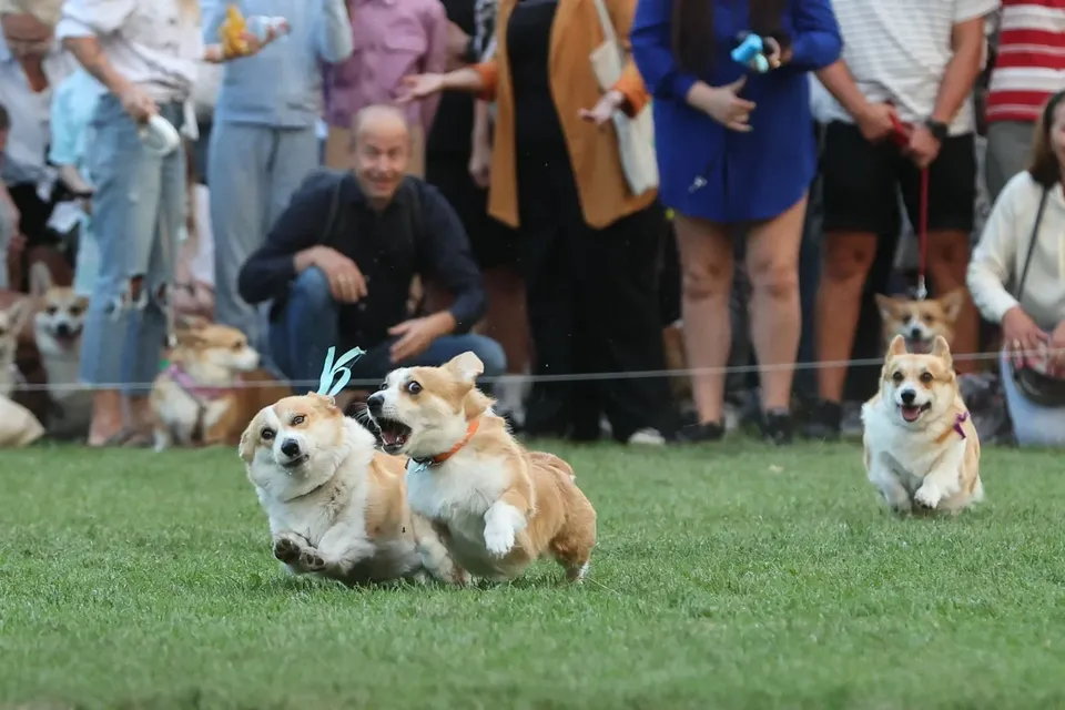 Corgi Race Vilnius