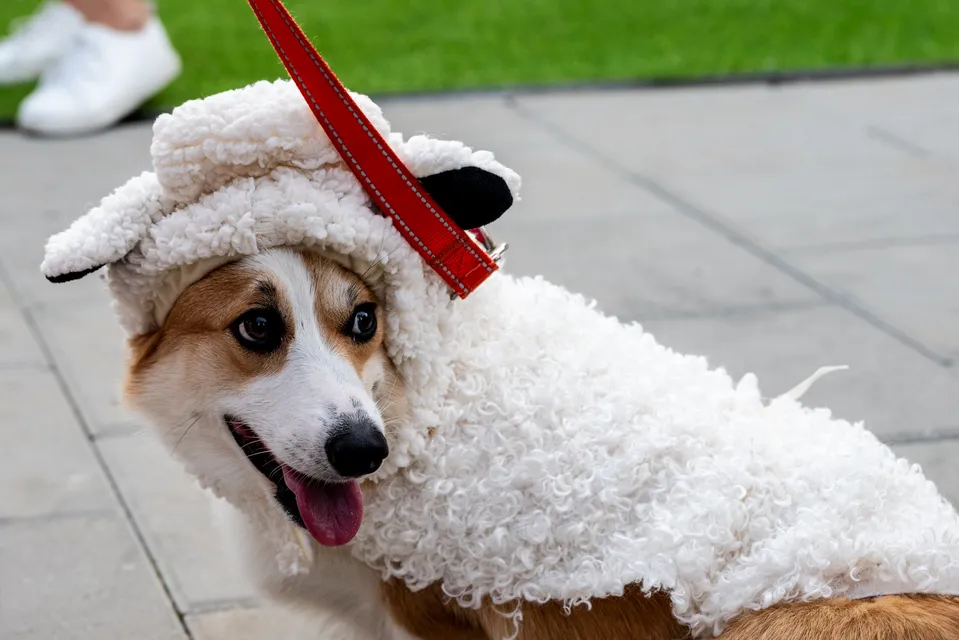 Corgi Race Vilnius