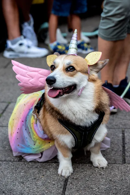 Corgi Race Vilnius