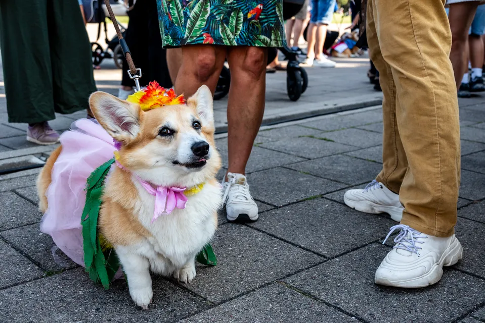 Corgi Race Vilnius