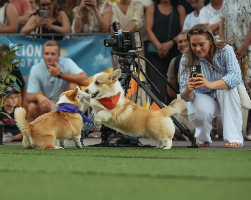 Corgi Race Vilnius