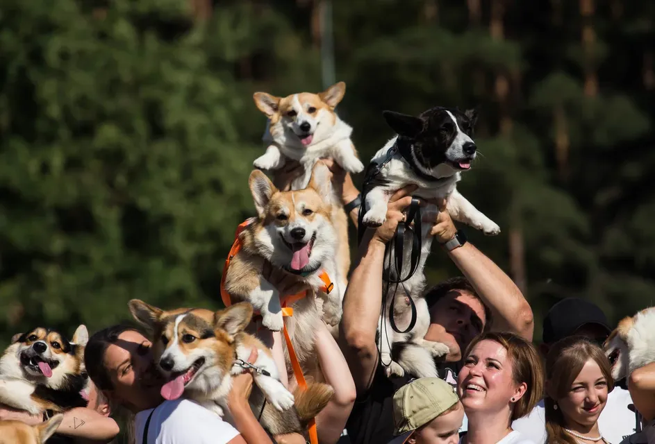 Corgi Race Vilnius