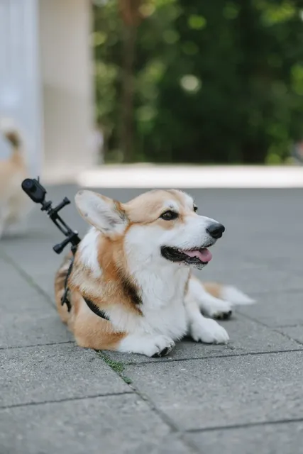 Corgi Race Vilnius