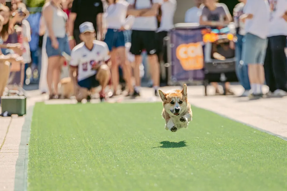 Corgi Race Vilnius