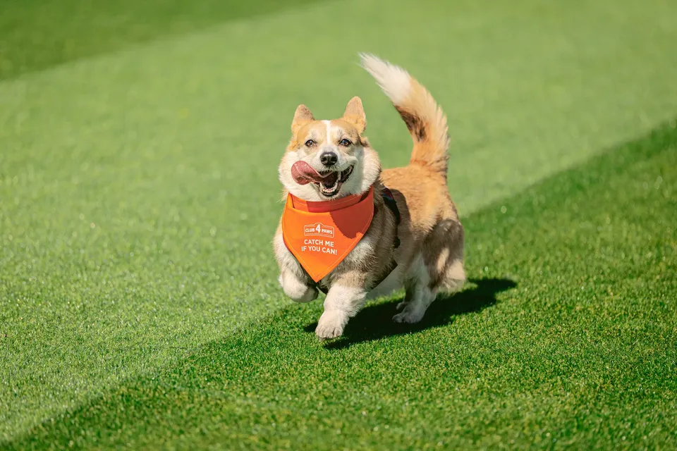Corgi Race Vilnius
