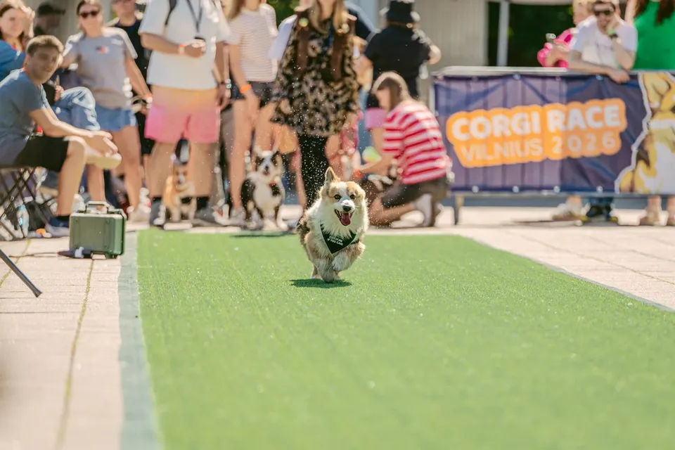 Corgi Race Vilnius