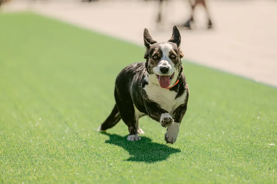 Corgi Race Vilnius