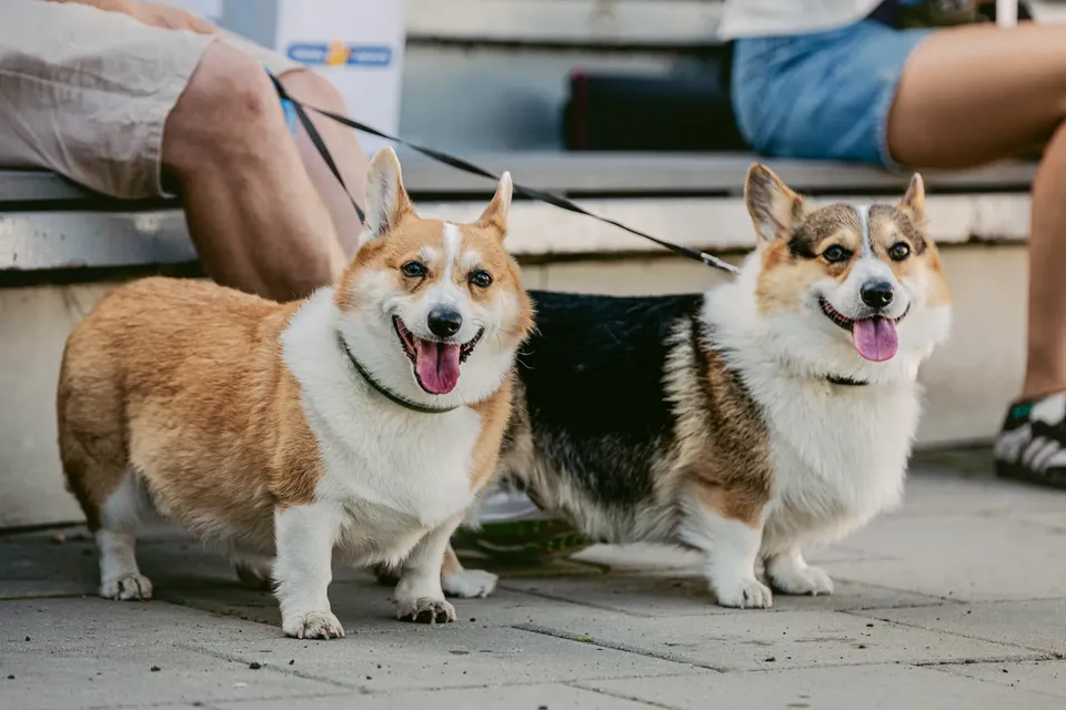 Corgi Race Vilnius