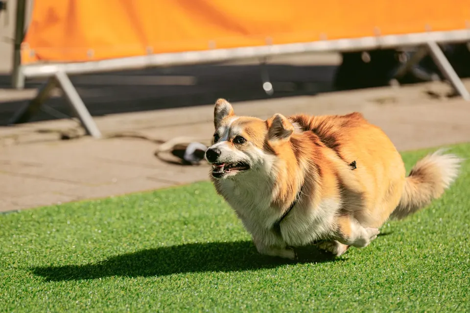 Corgi Race Vilnius
