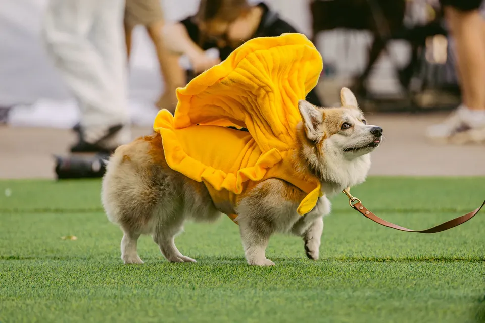 Corgi Race Vilnius