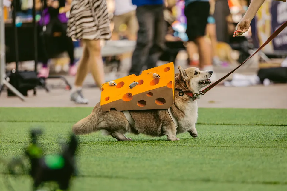 Corgi Race Vilnius