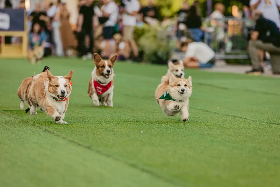 Corgi Race Vilnius