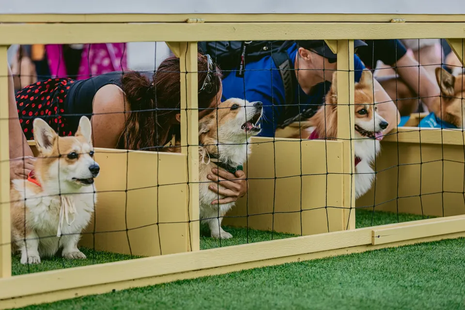 Corgi Race Vilnius