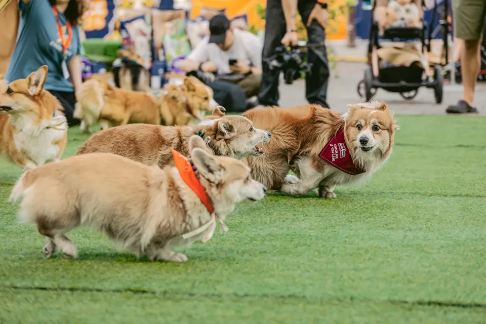Corgi Race Vilnius