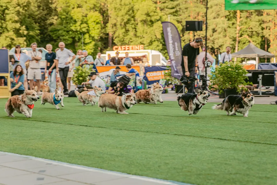 Corgi Race Vilnius