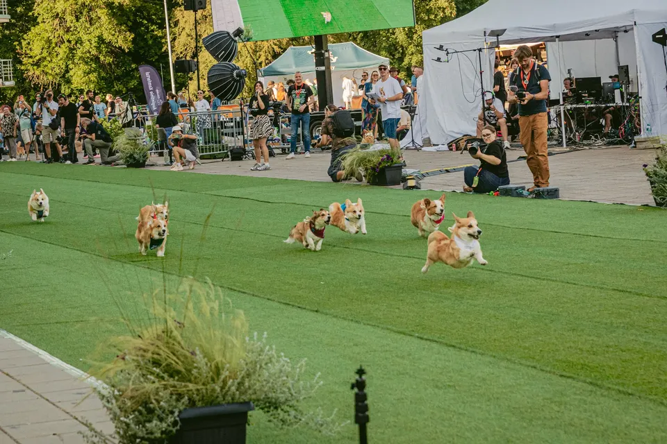 Corgi Race Vilnius