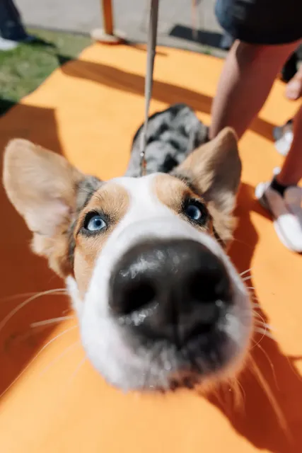 Corgi Race Vilnius