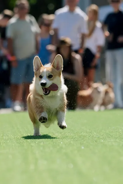 Corgi Race Vilnius