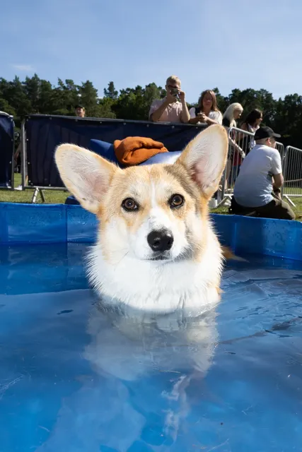 Corgi Race Vilnius