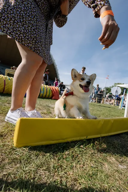 Corgi Race Vilnius