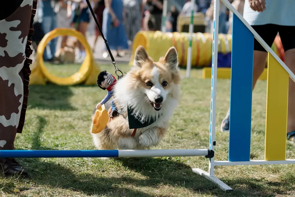 Corgi Race Vilnius