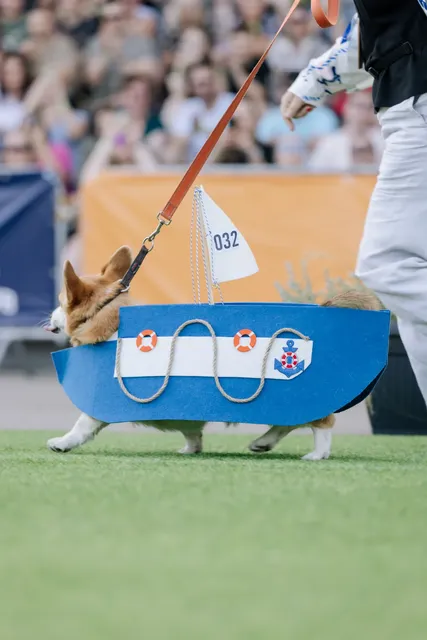 Corgi Race Vilnius