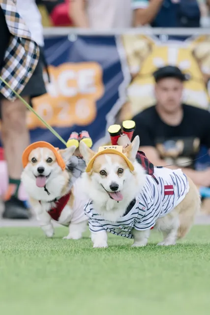 Corgi Race Vilnius