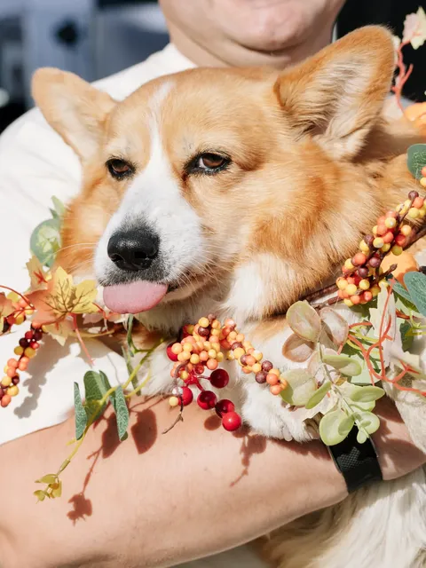 Corgi Race Vilnius
