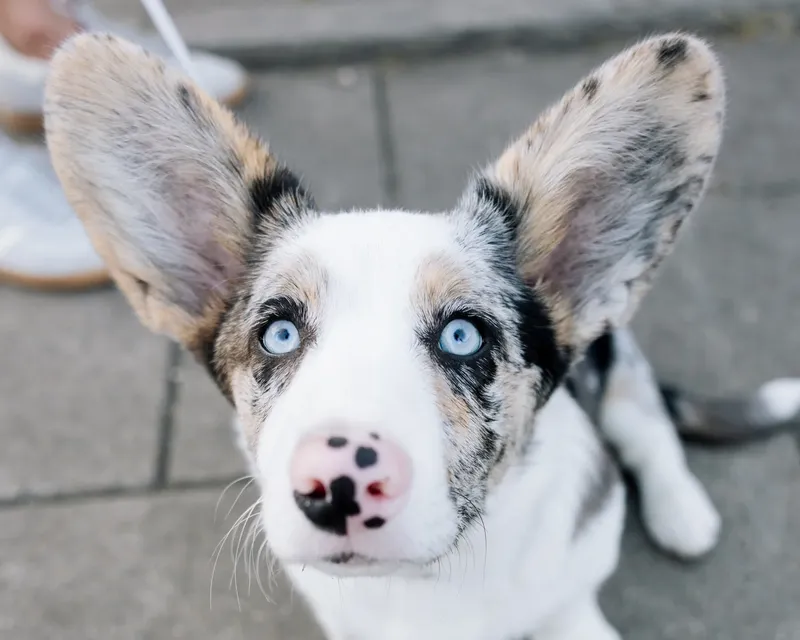Corgi Race Vilnius