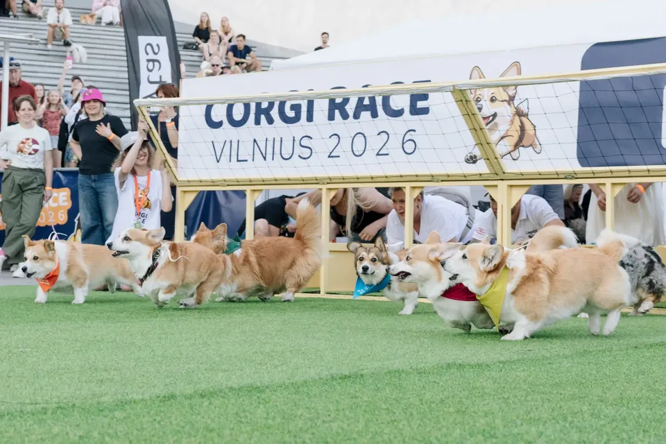 Corgi Race Vilnius