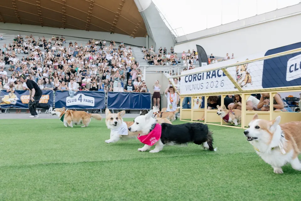 Corgi Race Vilnius