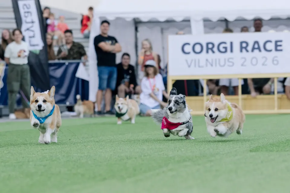 Corgi Race Vilnius