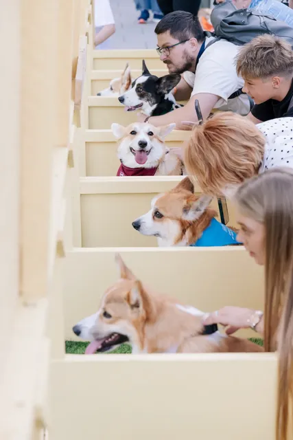Corgi Race Vilnius