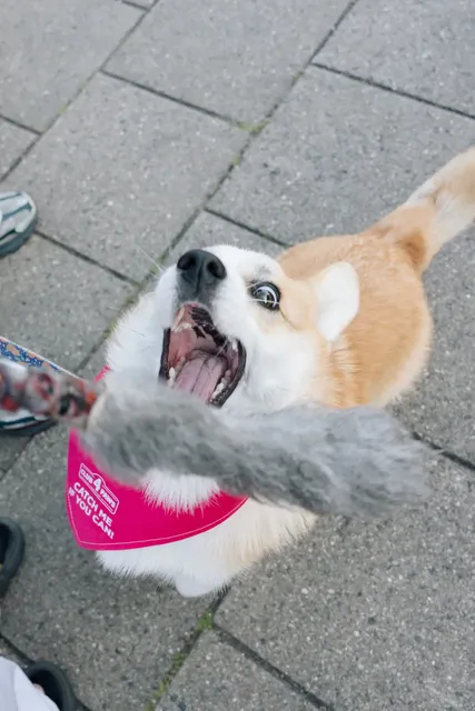 Corgi Race Vilnius