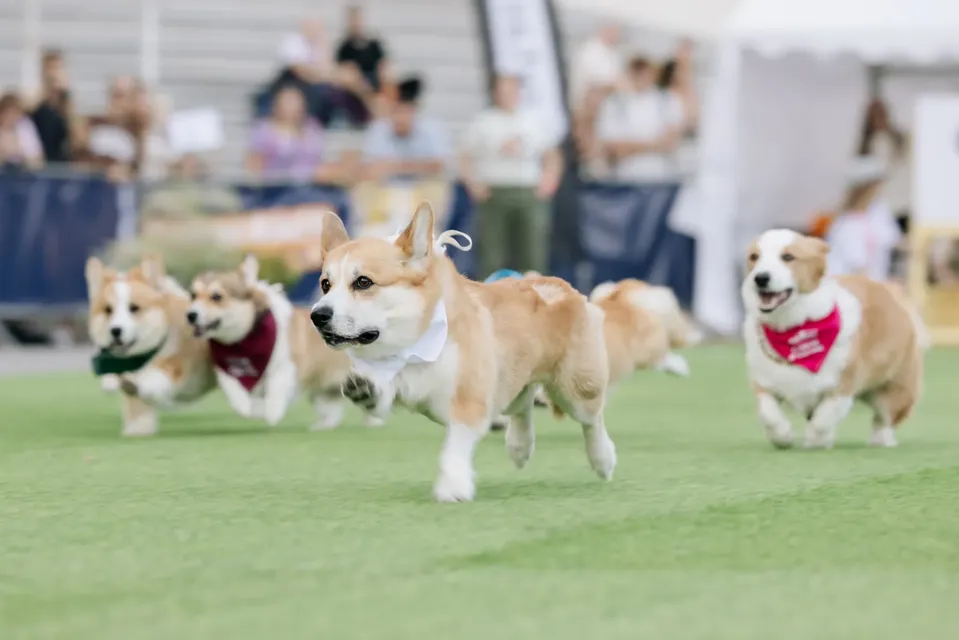Corgi Race Vilnius