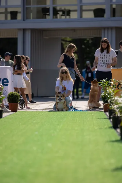 Corgi Race Vilnius