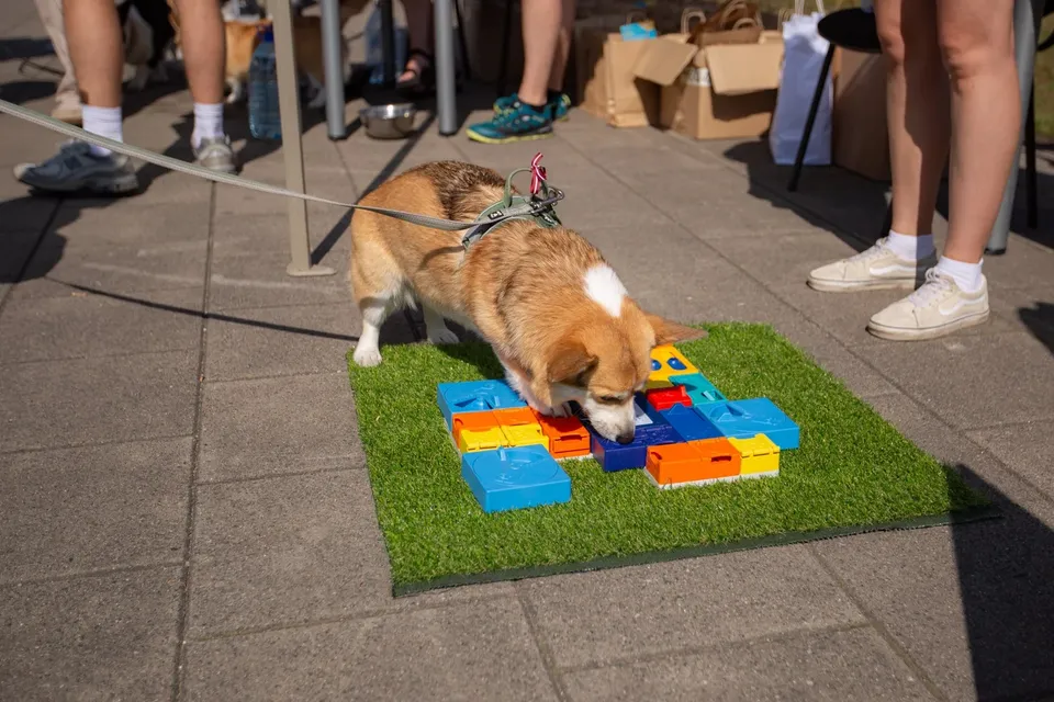 Corgi Race Vilnius