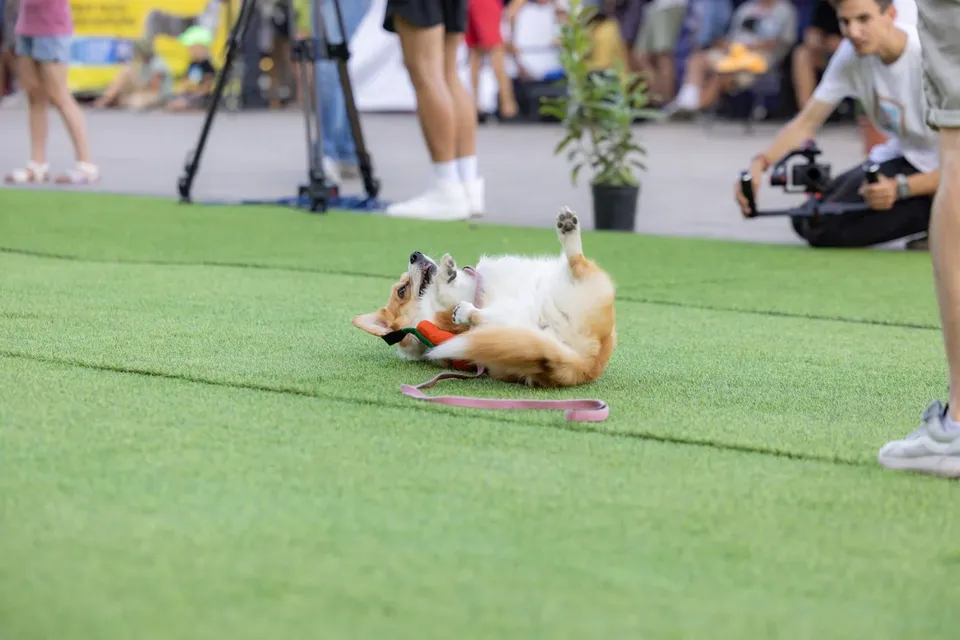 Corgi Race Vilnius