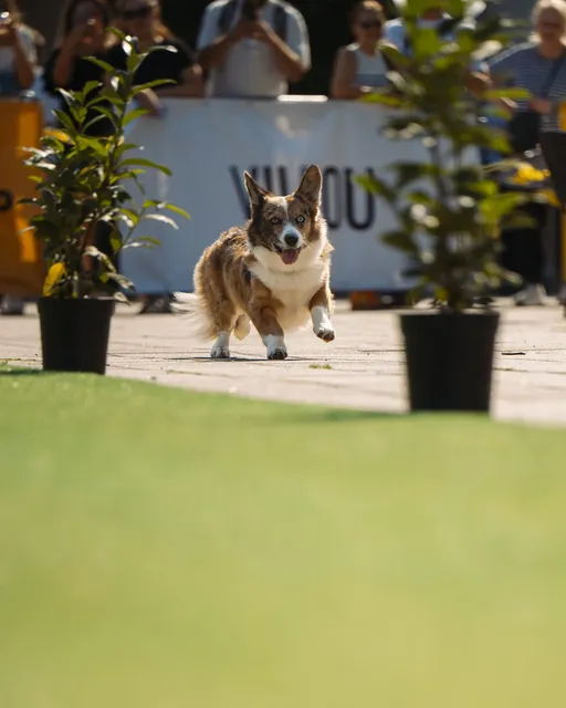 Corgi Race Vilnius