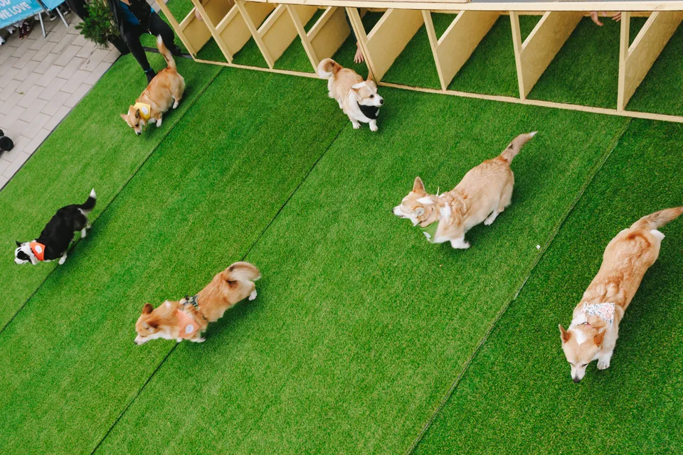 Corgi Race Vilnius