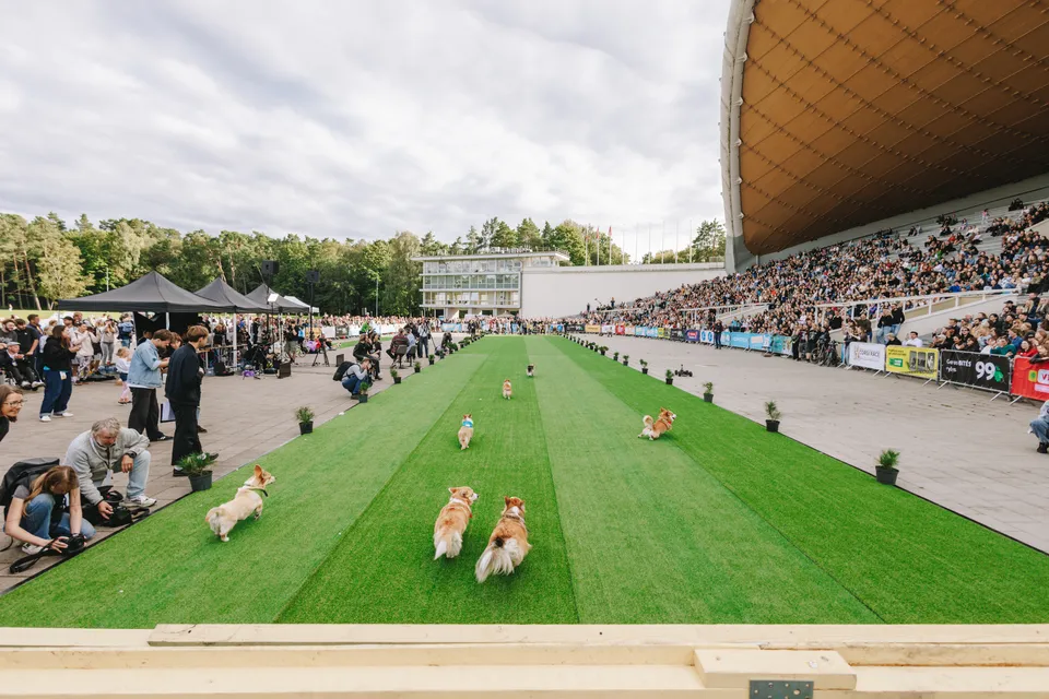 Corgi Race Vilnius