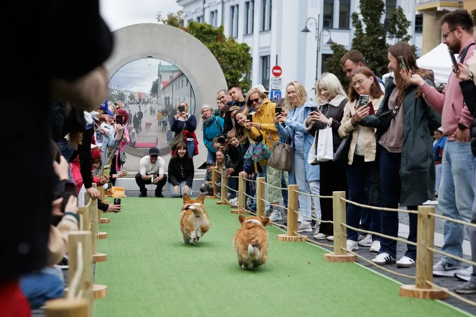 Corgi Race Vilnius