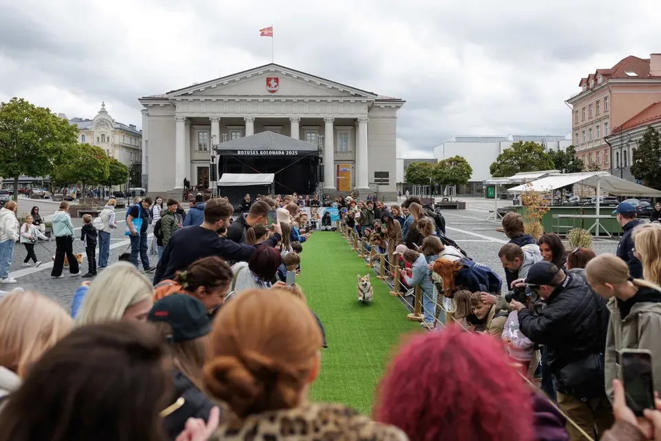 Corgi Race Vilnius
